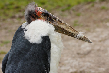 Large wading marabou stork bird