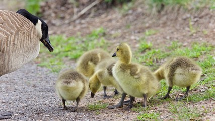 Postcard with a family of Canada geese staying