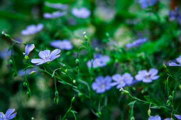 wild flowers blue flowers greens