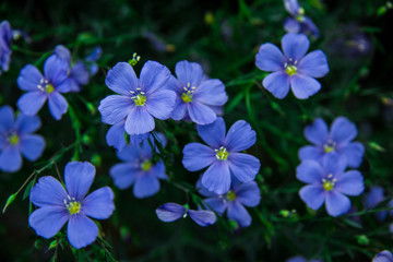 wild flowers blue flowers greens