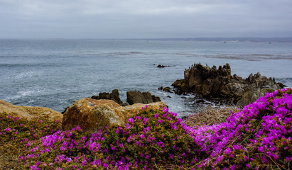 Pacific coast in Monterrey with spring pink ice plant flowers in bloom