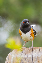 Spotted Towhee