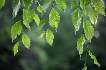 Viel of leaves after the rain