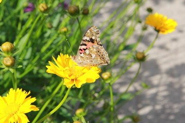 butterfly flowers yellow summer sun greens