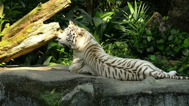 White tiger resting in the zoo
