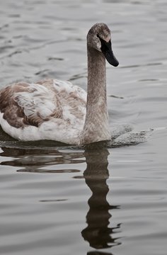 Photo of a trumpeter swan swimming in lake