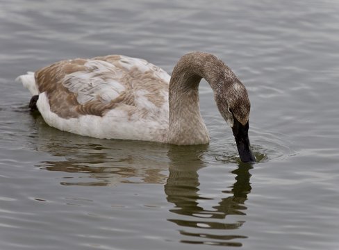 Picture with a trumpeter swan drinking water