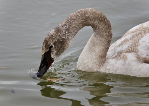 Photo of a trumpeter swan drinking water from lake