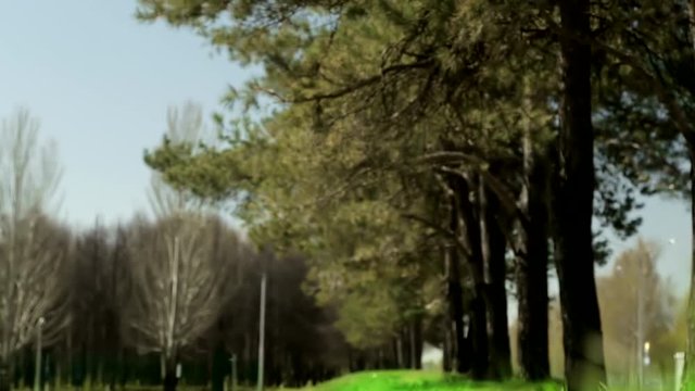 1080p video. Panorama. Back background. Bright drops on a green lush grass on a sunny day against the background of trees
