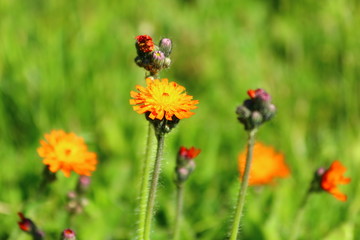 Orangerotes Habichtskraut (Hieracium aurantiacum)