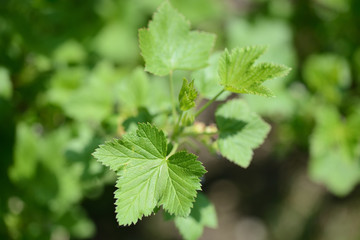 Flowers and young leaves on a bush of currant close up