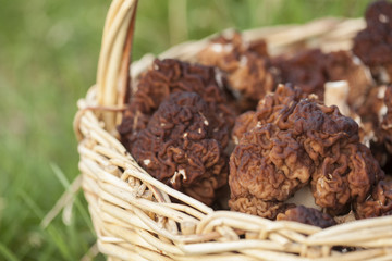 morel in the basket