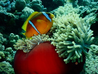 Nemo - Ryba Błazenek 