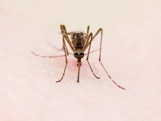 Yellow Fever, Malaria or Zika Virus Infected Mosquito Insect Macro