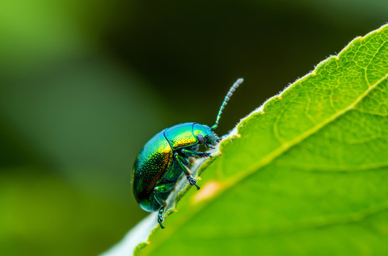 Chrysolina Coerulans Blue Mint Leaf Beetle Insect Crawling on Green Leaf Macro
