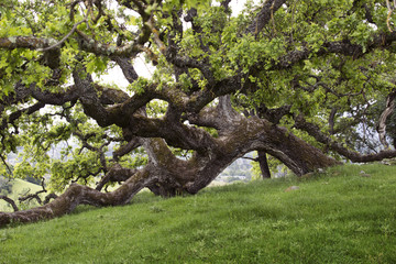 Mount Burdell Oak Tree