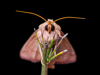 Beautiful Moth Butterfly on Twig Isolated on Black Background