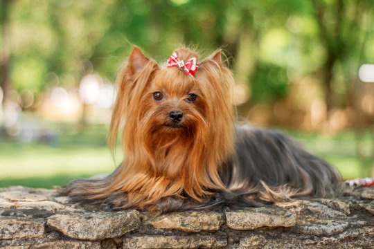 Yorkshire Terrier Dog Beautiful Spring  Portrait