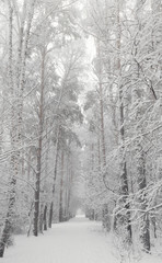 Tall trees in the snow, snow-white alley