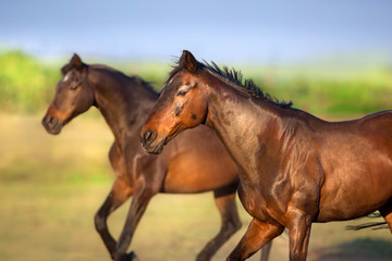 Horse portrait on summer landscape outdoor