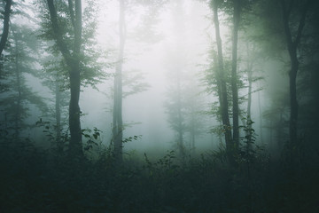 misty green woods landscape