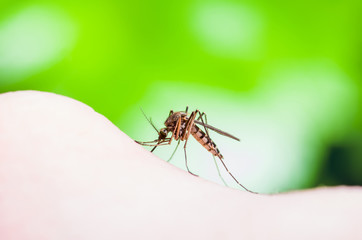 Yellow Fever, Malaria or Zika Virus Infected Mosquito Insect Macro on Green Background