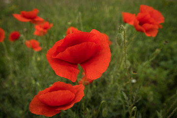 red poppy in green field spring outdoor