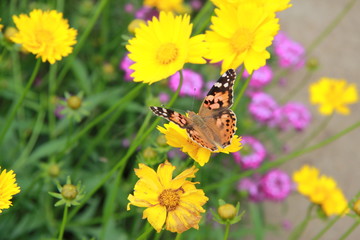 butterfly flowers yellow summer sun greens