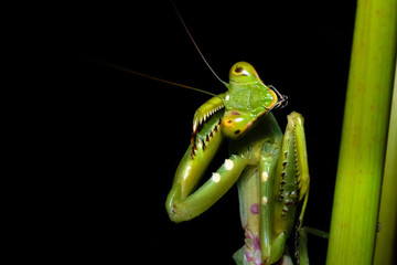 close up macro of green praying mantis