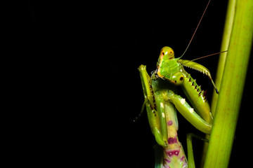 close up macro of green praying mantis