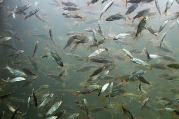 Groupe de gardons vus dans un aquarium