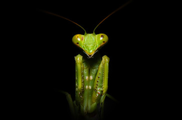 close up macro of green praying mantis