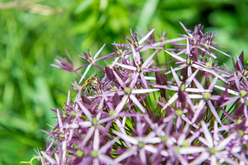 blossom of star of persia - allium christophii