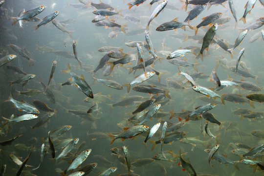 Groupe de gardons vus dans un aquarium