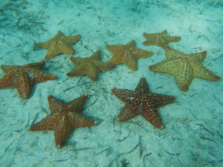 Fototapeta na wymiar estrela do mar