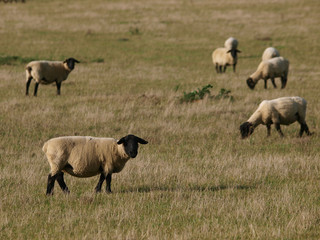 Fototapeta premium Flock Of Sheep