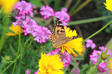 butterfly flowers yellow violet summer sun greens