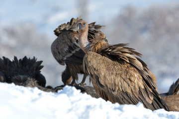 Griffon Vultures in Winter Landscape, into the Mountains