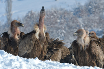 Griffon Vultures in Winter Landscape, into the Mountains