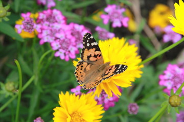 butterfly flowers yellow violet summer sun greens