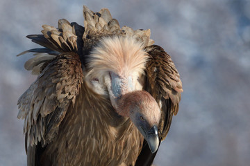 Griffon Vulture Portrait in Winter