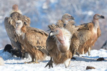Griffon Vultures in Winter Landscape, into the Mountains