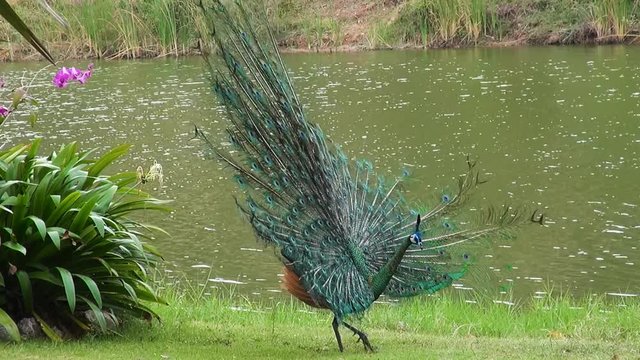 A male Peafowl displays but turns his back giving an unusual angle to his beautiful display. Order:Galliformes, Family:Phasianidae, Subfamily:Phasianinae, Genus:Pavo