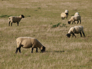 Obraz na płótnie Canvas Flock Of Sheep