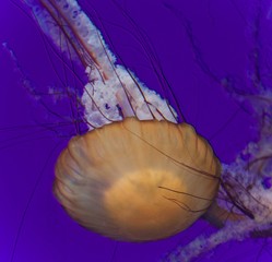 Photo of a beautiful deadly jellyfish swimming
