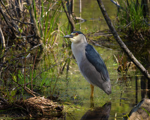 Black crowned night heron