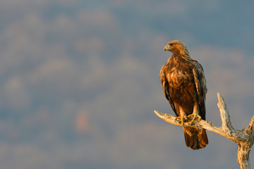 Golden Eagle on a Branch