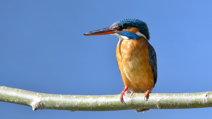 Common Kingfisher (Alcedo athis)