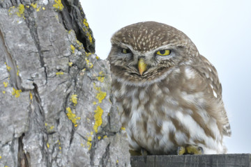 Little Owl on a tree