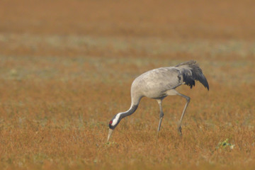 Common Crane, on the field, in autumn